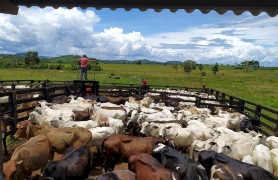 Polícia Civil conseguiu recuperar 29 cabeças de gado no sábado. Animais estavam em fazenda em Vila Rica