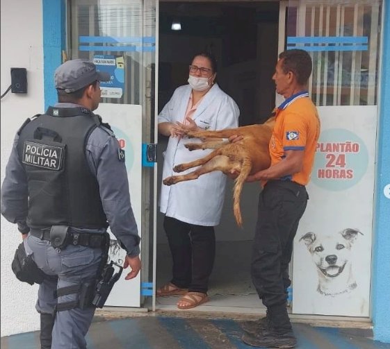 POLÍCIA MILITAR SALVA ANIMAL QUE FOI ATROPELADO E ABANDONADO