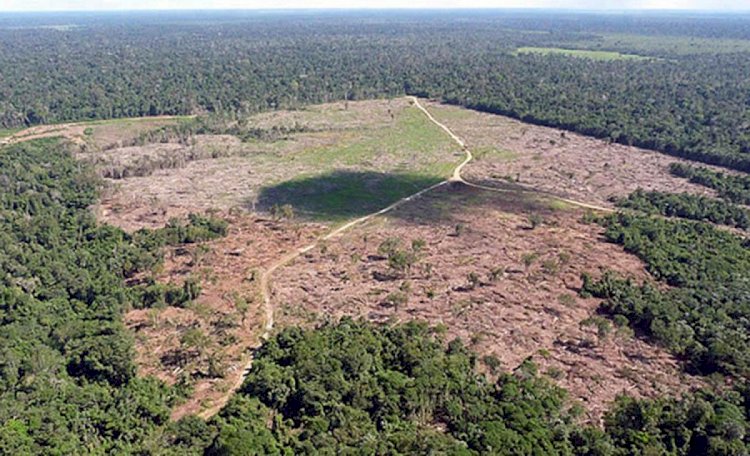 DESMATAMENTO - Mato Grosso, mais de 90% do desmate em fazendas de soja é ilegal.