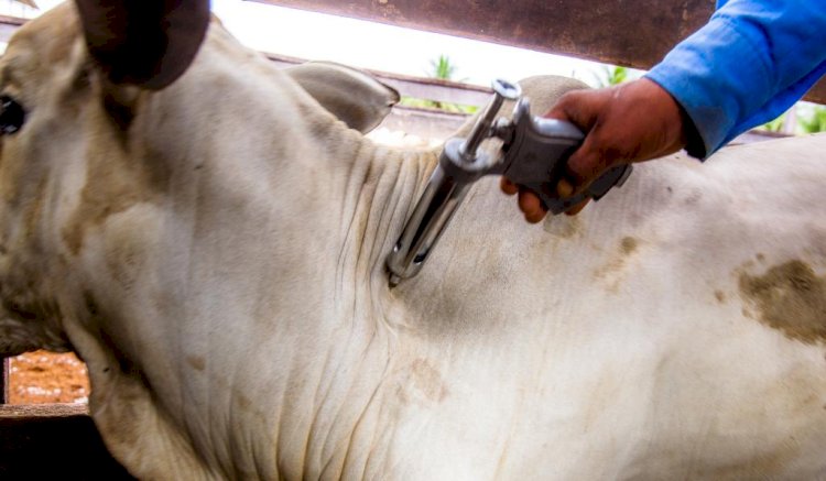 Presidente do Indea destaca abertura de novos mercados e maior valorização da carne mato-grossense