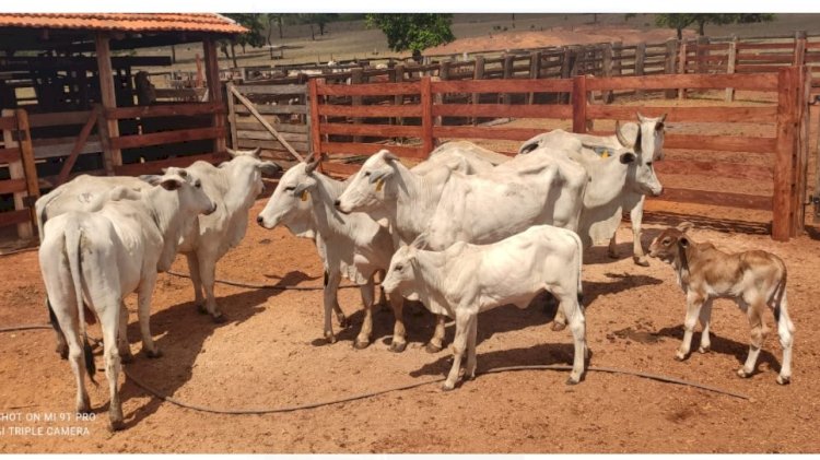 APÓS DENÚNCIA, PM RECUPERA GADO FURTADO EM PROPRIEDADE EM NOVO SÃO JOAQUIM