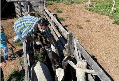 Pecuária: Prefeitura de Barra do Garças ajuda pequenos produtores na  vacinação de bovinos contra brucelose