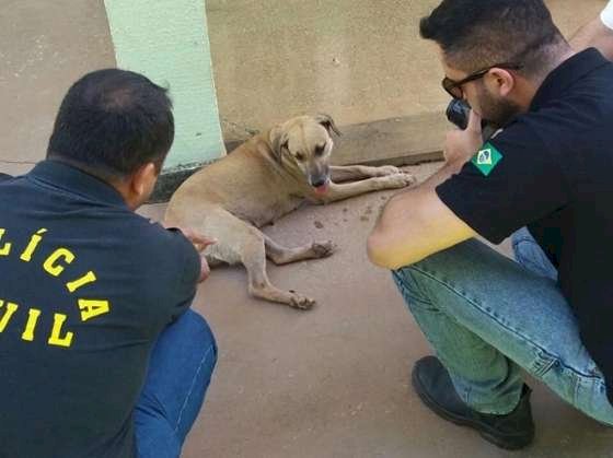 Justiça condena homem filmado fazendo sexo com cadela em Cuiabá