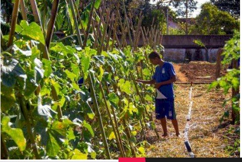 Governo de MT investe R$ 3,2 milhões em projeto de hortas escolares