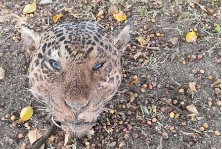 Polícia Civil prende suspeito que matava onças-pintadas para oferecer aos cachorros