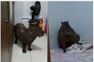 Capivara invade residência e é flagrada “tirando soneca” na cama; VÍDEO