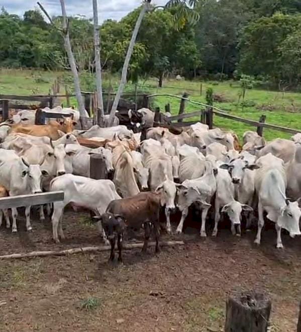 *EM MENOS DE 24H, AÇÃO INTEGRADA ENTRE O 47° BPM, CPE e BPMRURAL, RESULTA NA RECUPERAÇÃO DE 42 CABEÇAS DE GADO FURTADAS NA ZONA RURAL DO MUNICÍPIO DE ARAGARÇAS*